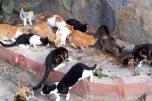 Streunerkatzen in der Türkei